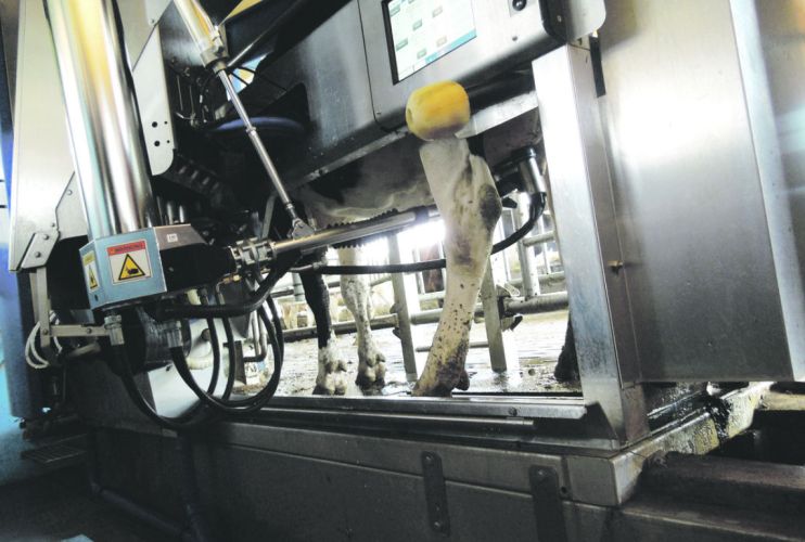 Bild einer Kuh im automatisierten Melkstand