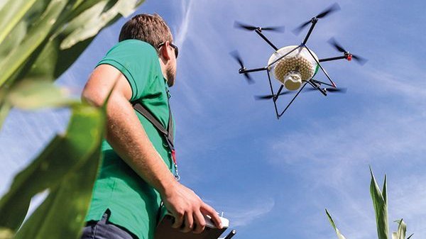 Mann mit Drohne auf Maisfeld
