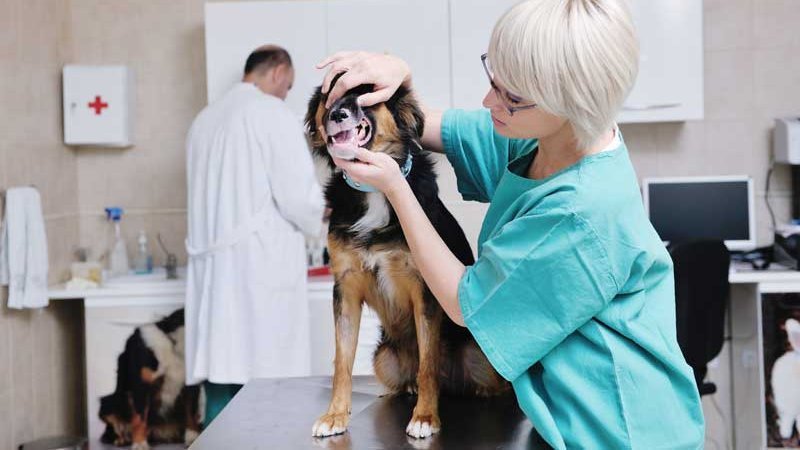 Tiermedizinische Fachangestellte mit Hund