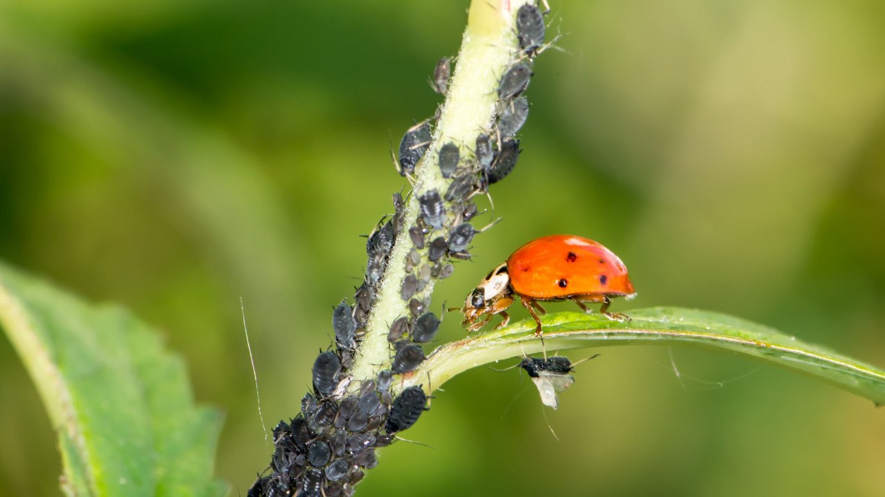 Marienkäfer mit Blattläusen auf Pflanzenstengel
